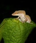 B_Little Lizard On Leaf