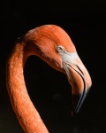 A_Flamingo